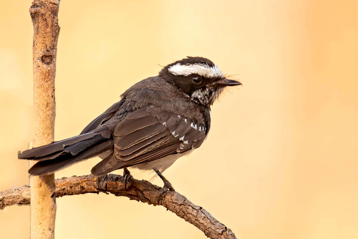 Image of White-browed Fantail