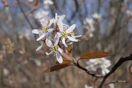 Image de Amelanchier lamarckii F. G. Schroed.