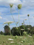 Image of Queen Anne's lace