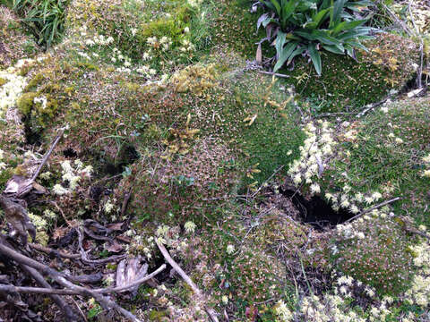 Image of Paepalanthus karstenii Ruhland