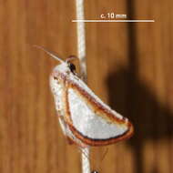 Image of Conchyliodes