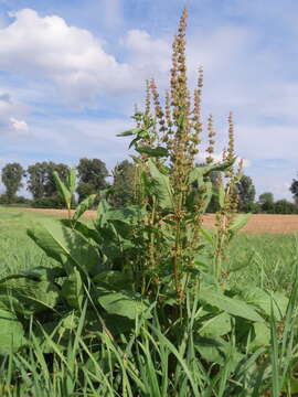 Imagem de Rumex obtusifolius L.