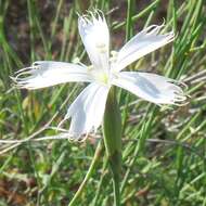 Image of Dianthus namaensis Schinz