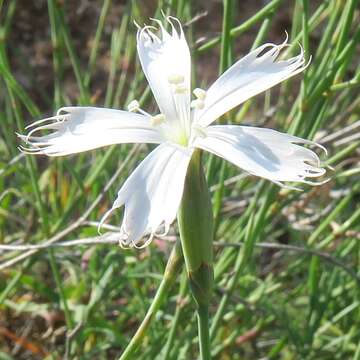 صورة Dianthus namaensis Schinz