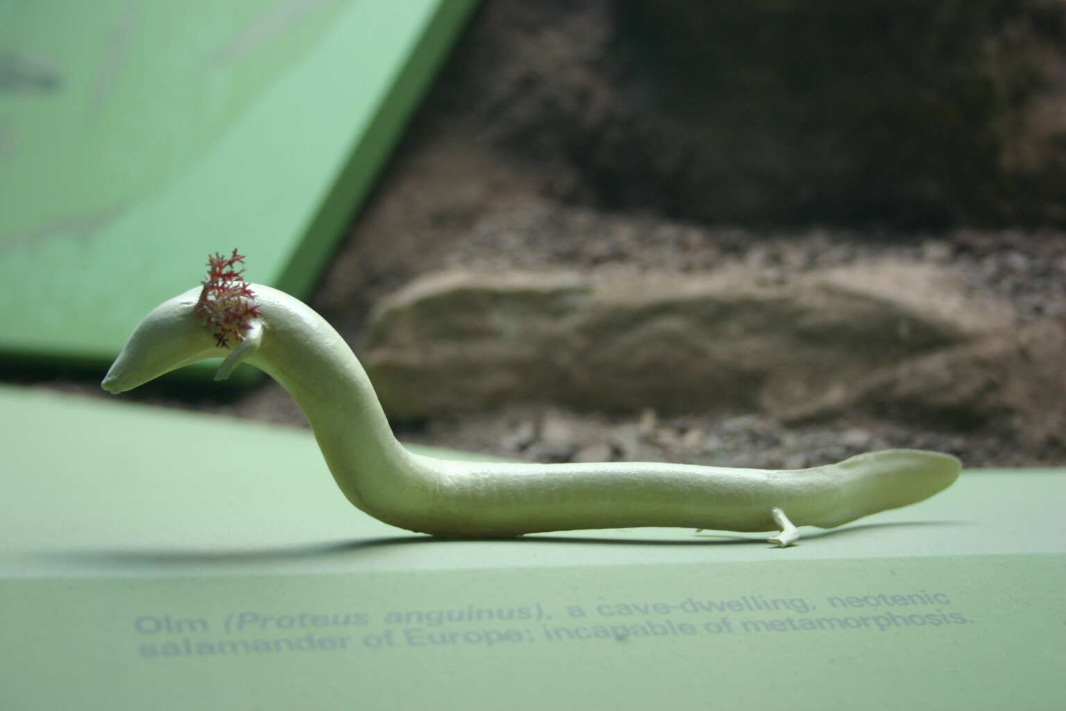 Image of Old World blind cave salamander