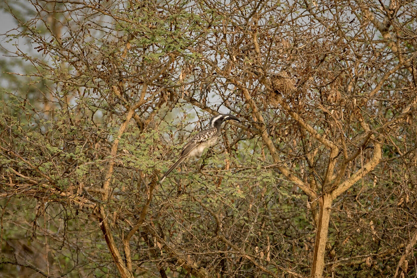 Image of Lophoceros nasutus nasutus (Linnaeus 1766)