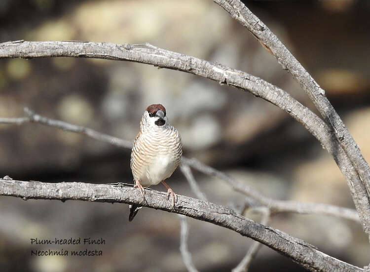 Image of Plum-headed Finch