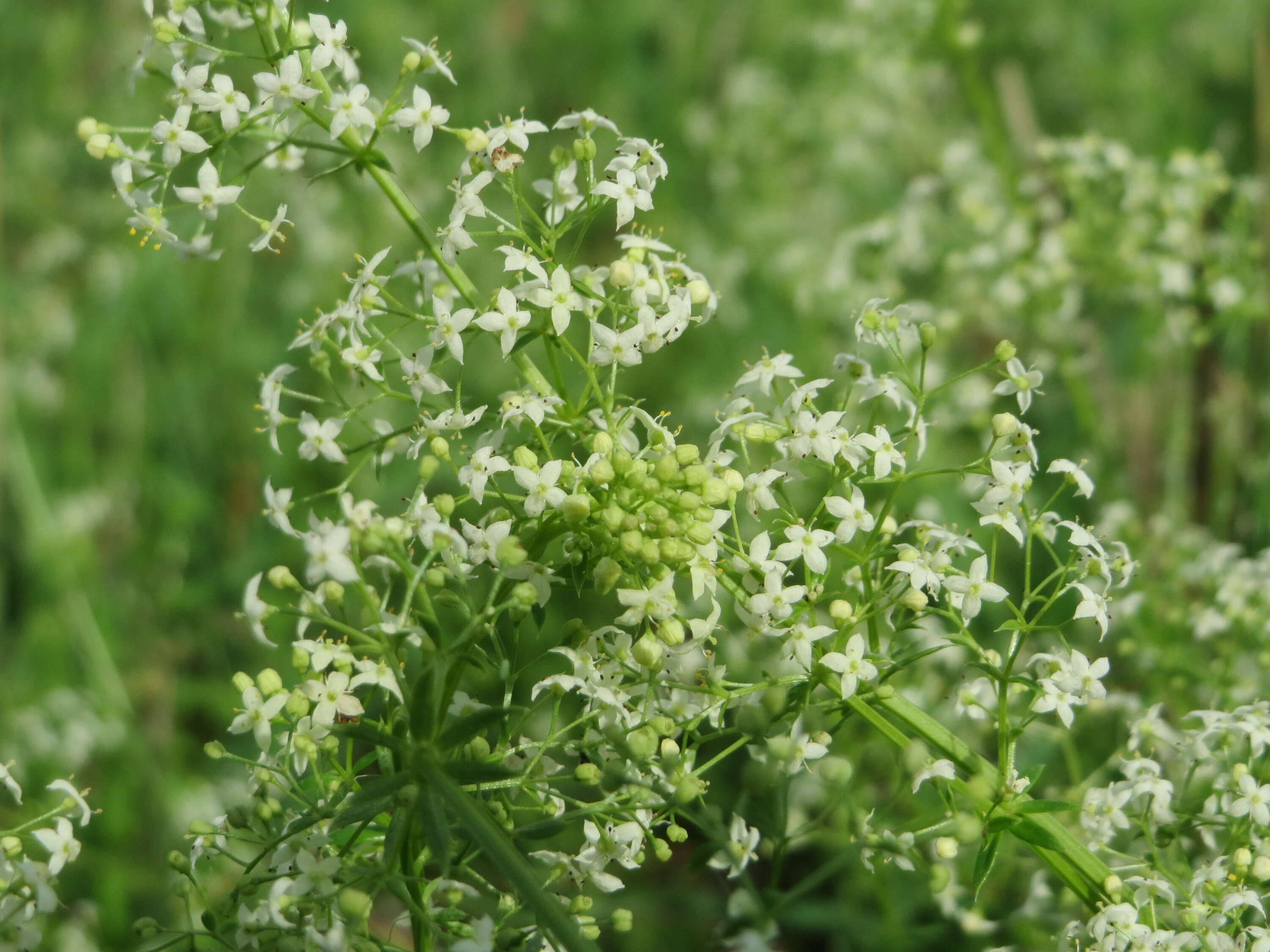 Image of White bedstraw