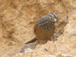 Imagem de Emberiza sahari Levaillant & J 1850