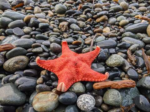 Image of Arctic cushion star