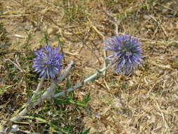 Image of southern globethistle