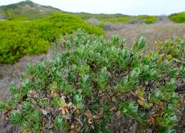 Imagem de Senecio halimifolius L.