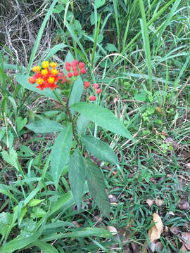 Asclepias curassavica L. resmi