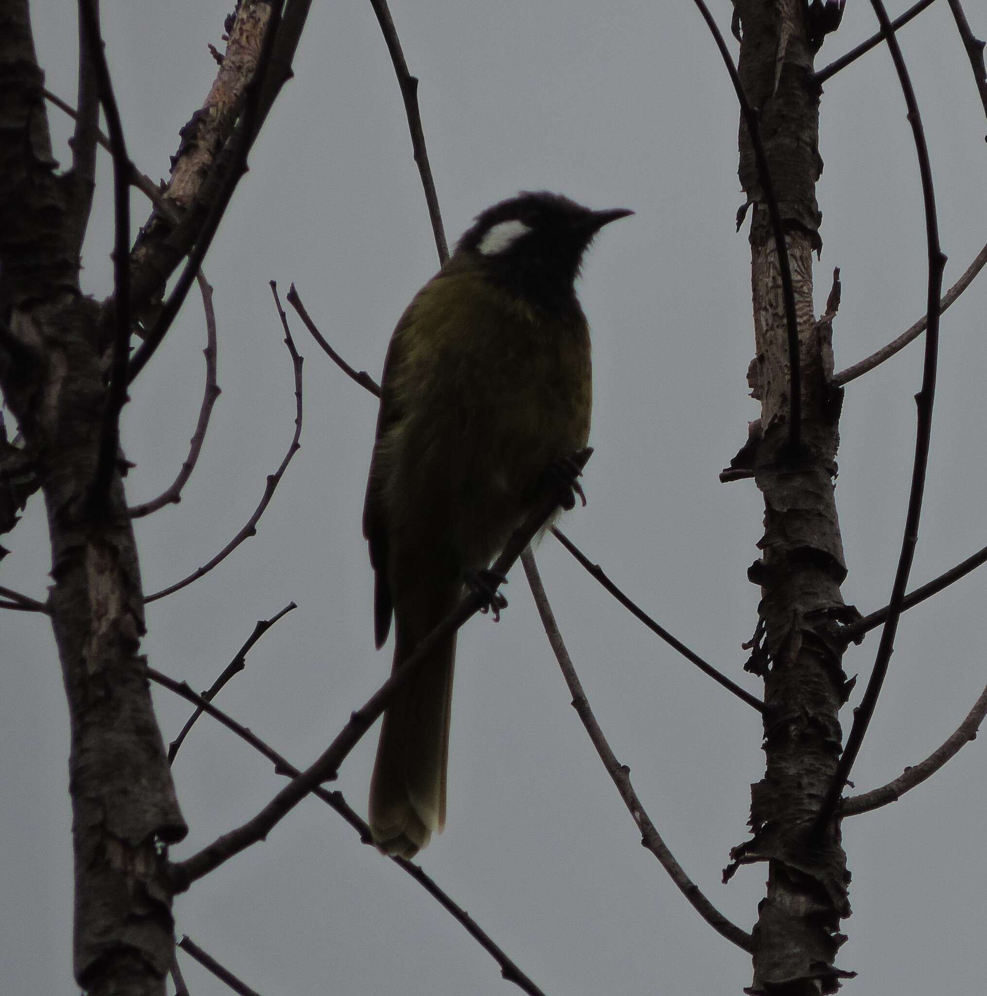 Image of Nesoptilotis leucotis leucotis (Latham 1801)