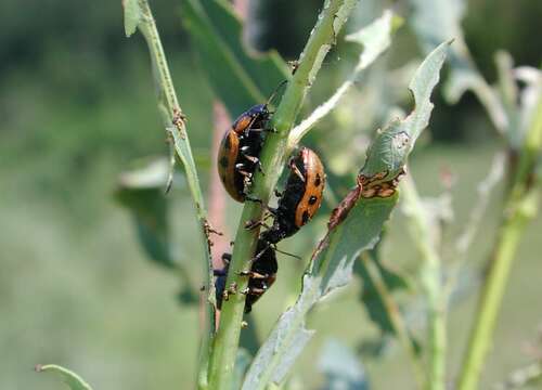 Image of Chrysomela vigintipunctata