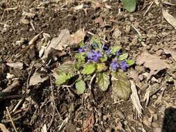 Image of Ajuga decumbens Thunb.