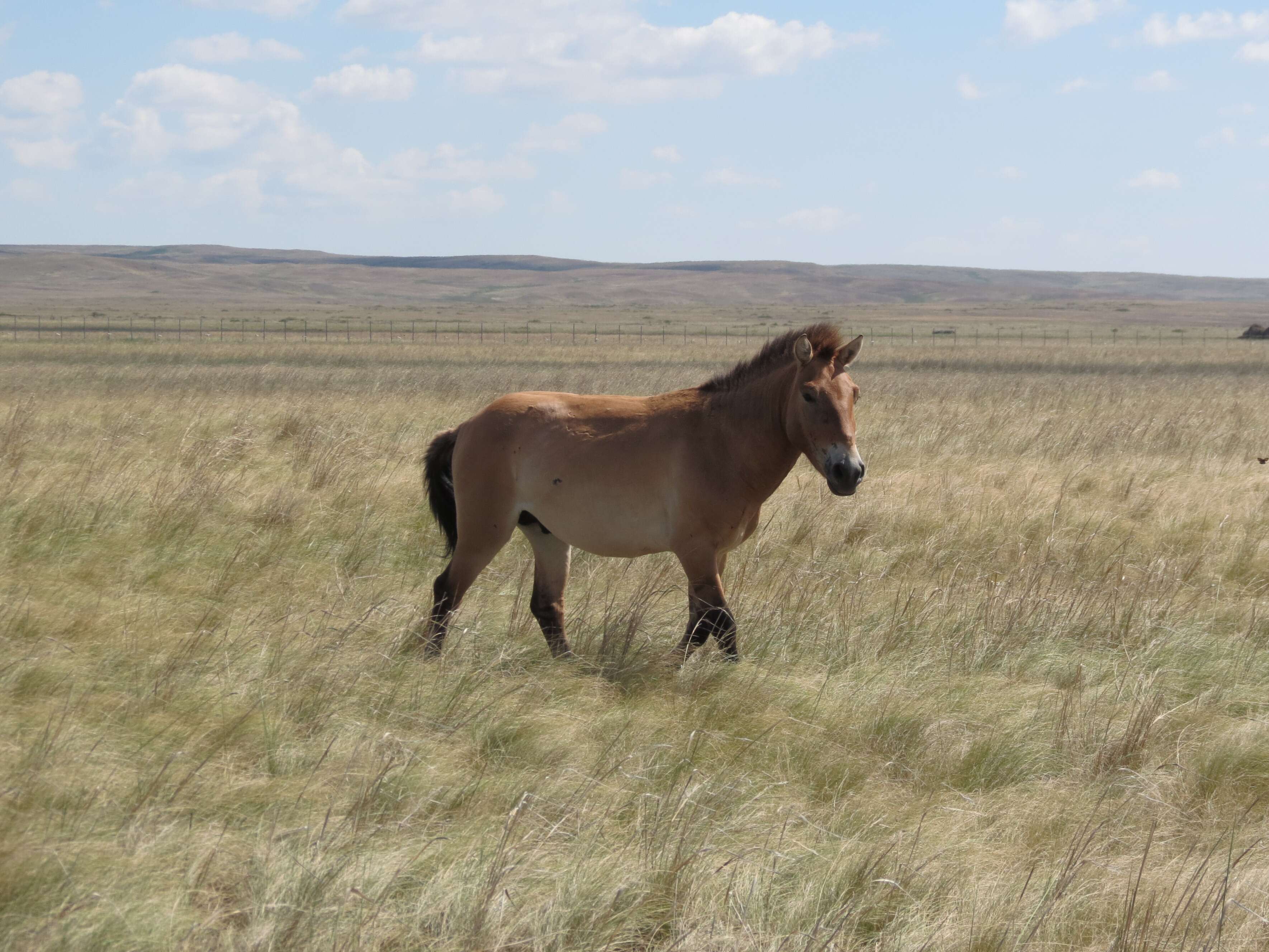 Image of Asian Wild Horse