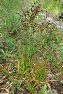 Image of Juncus lomatophyllus Spreng.