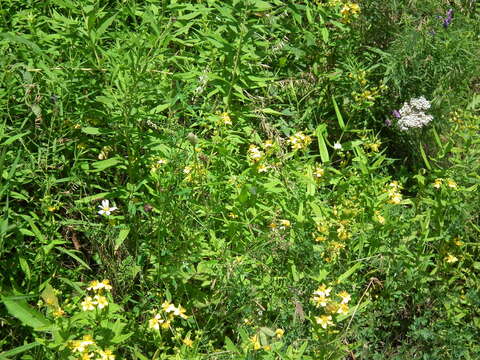 Image of Round-Seed St. John's-Wort