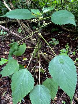 Image of Laportea peduncularis (Wedd.) Chew