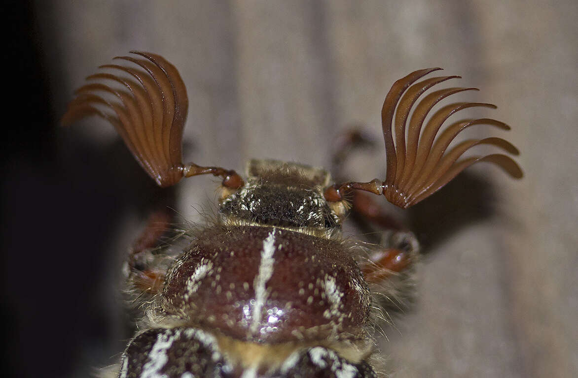 Image of Mount Hermon June beetle