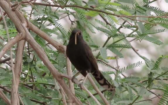 Image of Black Bush Robin