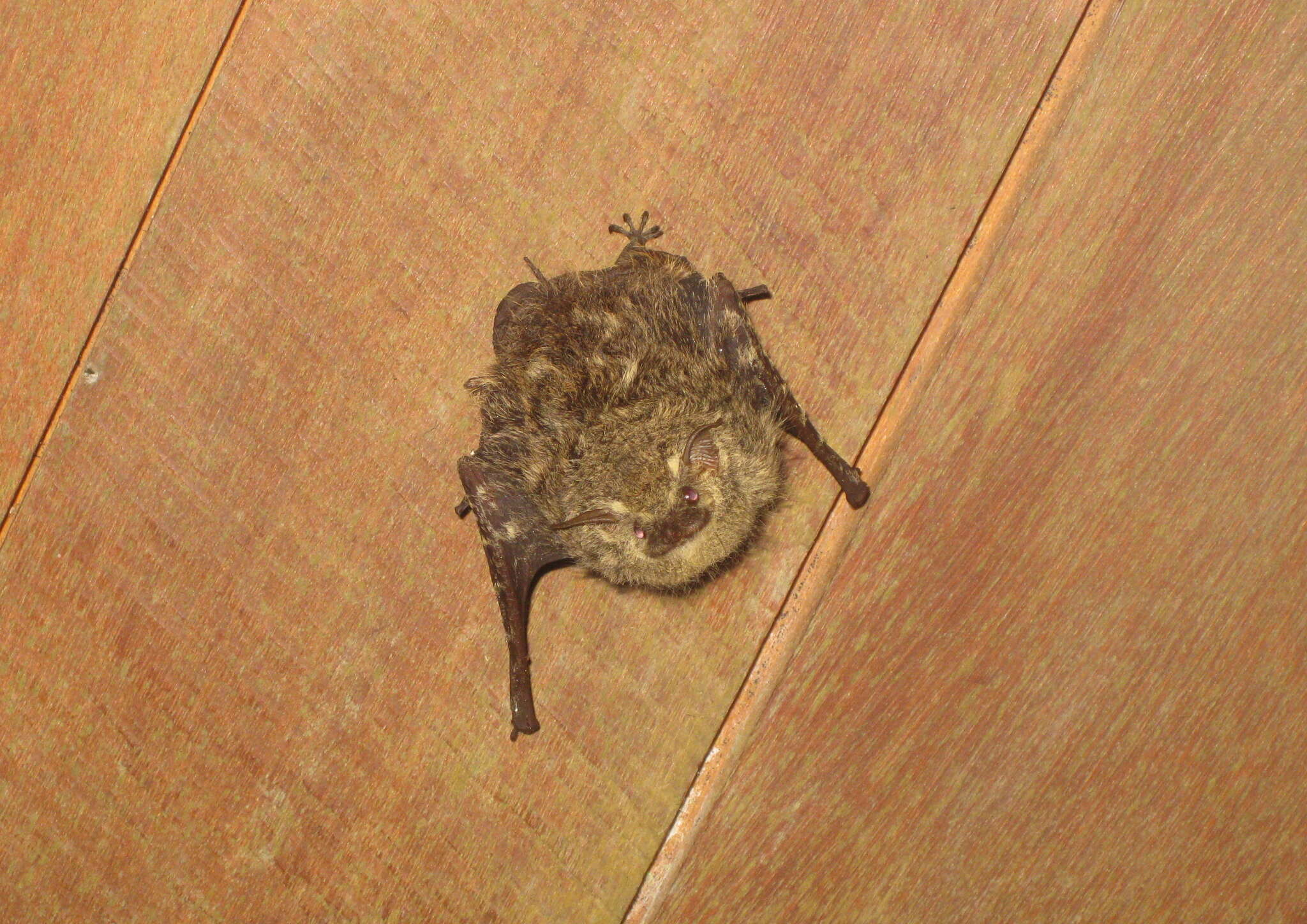 Image of proboscis bat