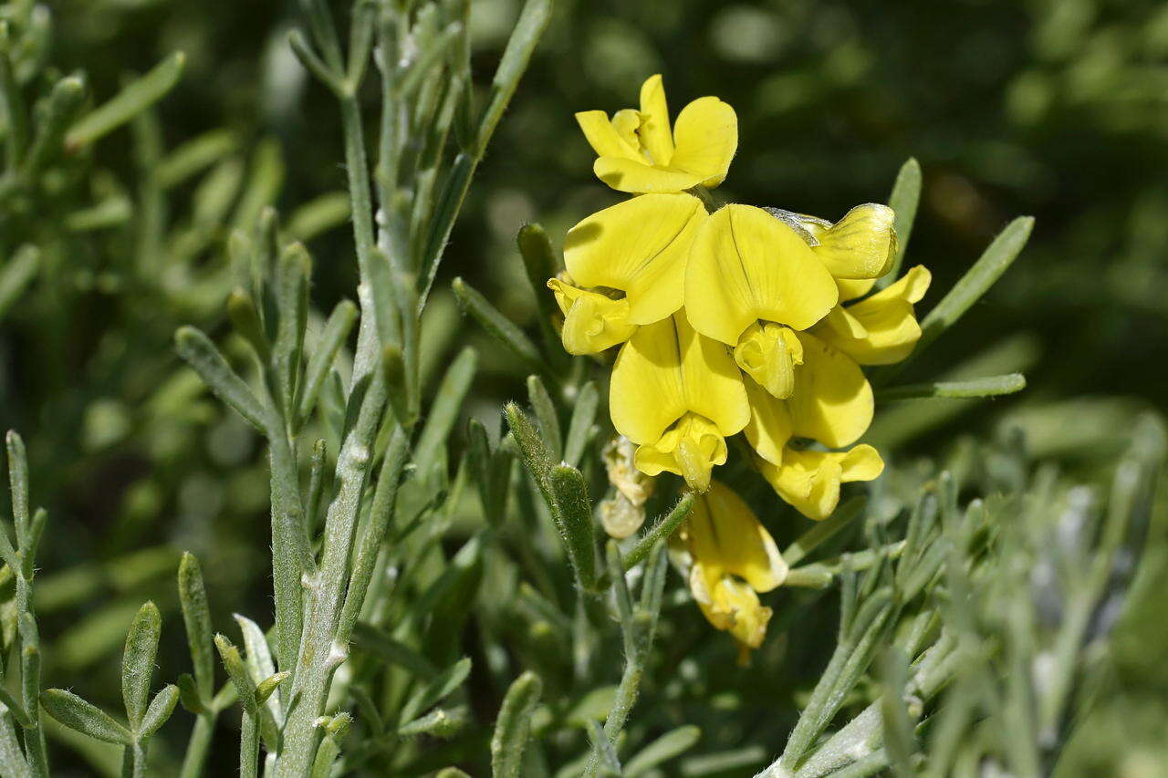 Слика од <i>Calobota sericea</i>