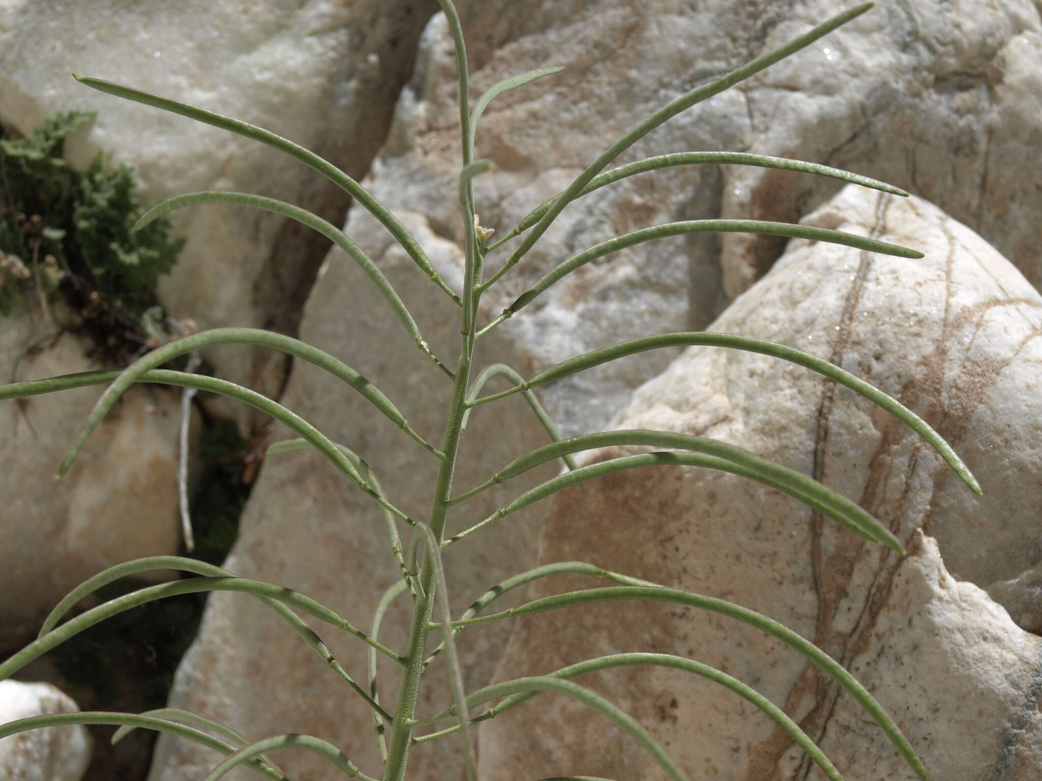 Image of Shockley's rockcress