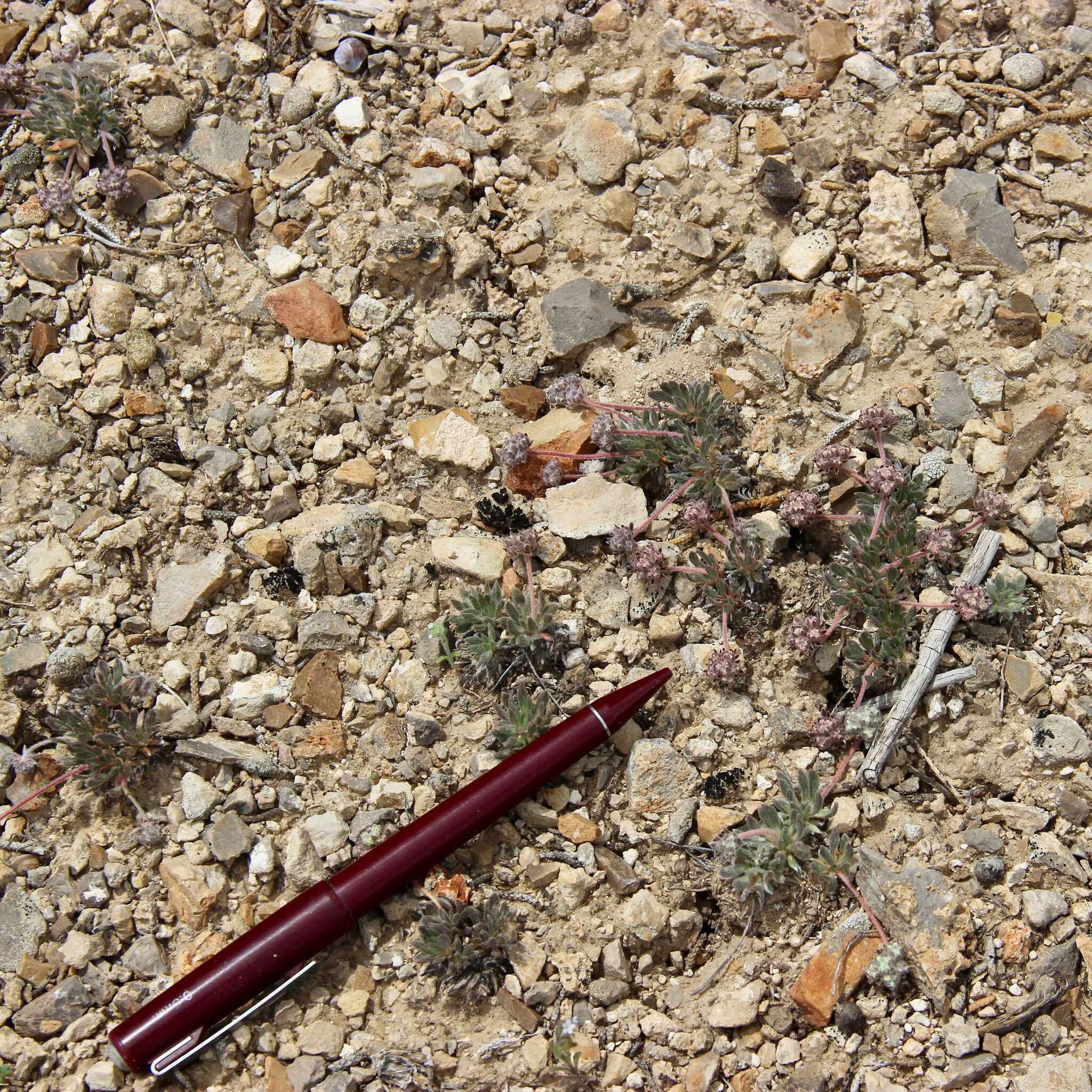 Image of gray buckwheat