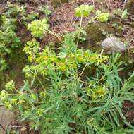 Image of Euphorbia esuliformis S. Schauer