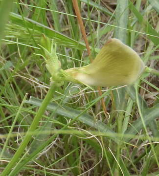 Image of Vigna vexillata var. angustifolia (Schum. & Thonn.) Baker