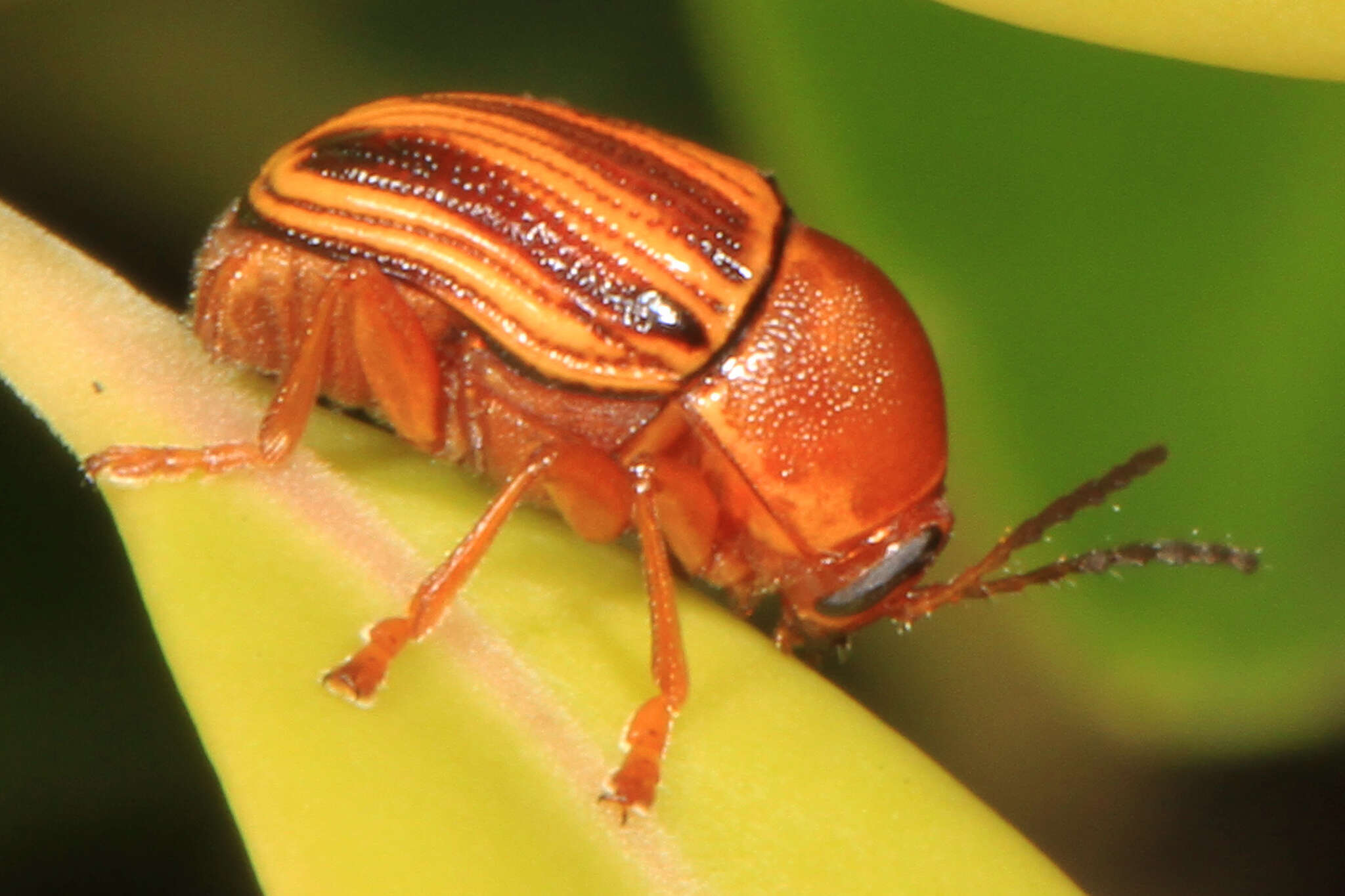 Image of Cryptocephalus obsoletus Germar 1824