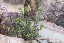 Image of Stayneria neilii (L. Bol.) L. Bol.