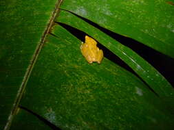 Image of Veragua Cross-banded Treefrog