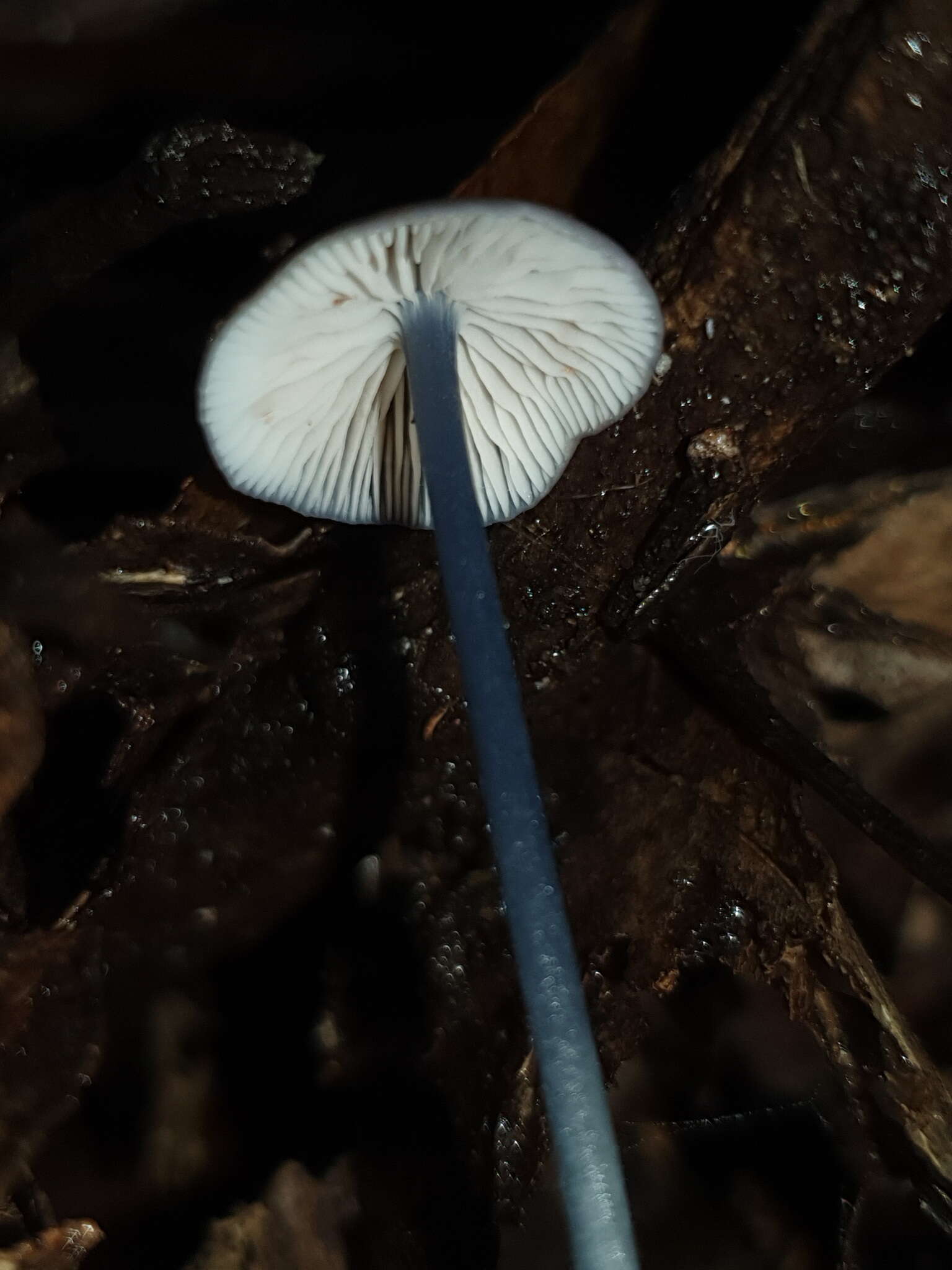 Image of Entoloma albidocoeruleum G. M. Gates & Noordel. 2007