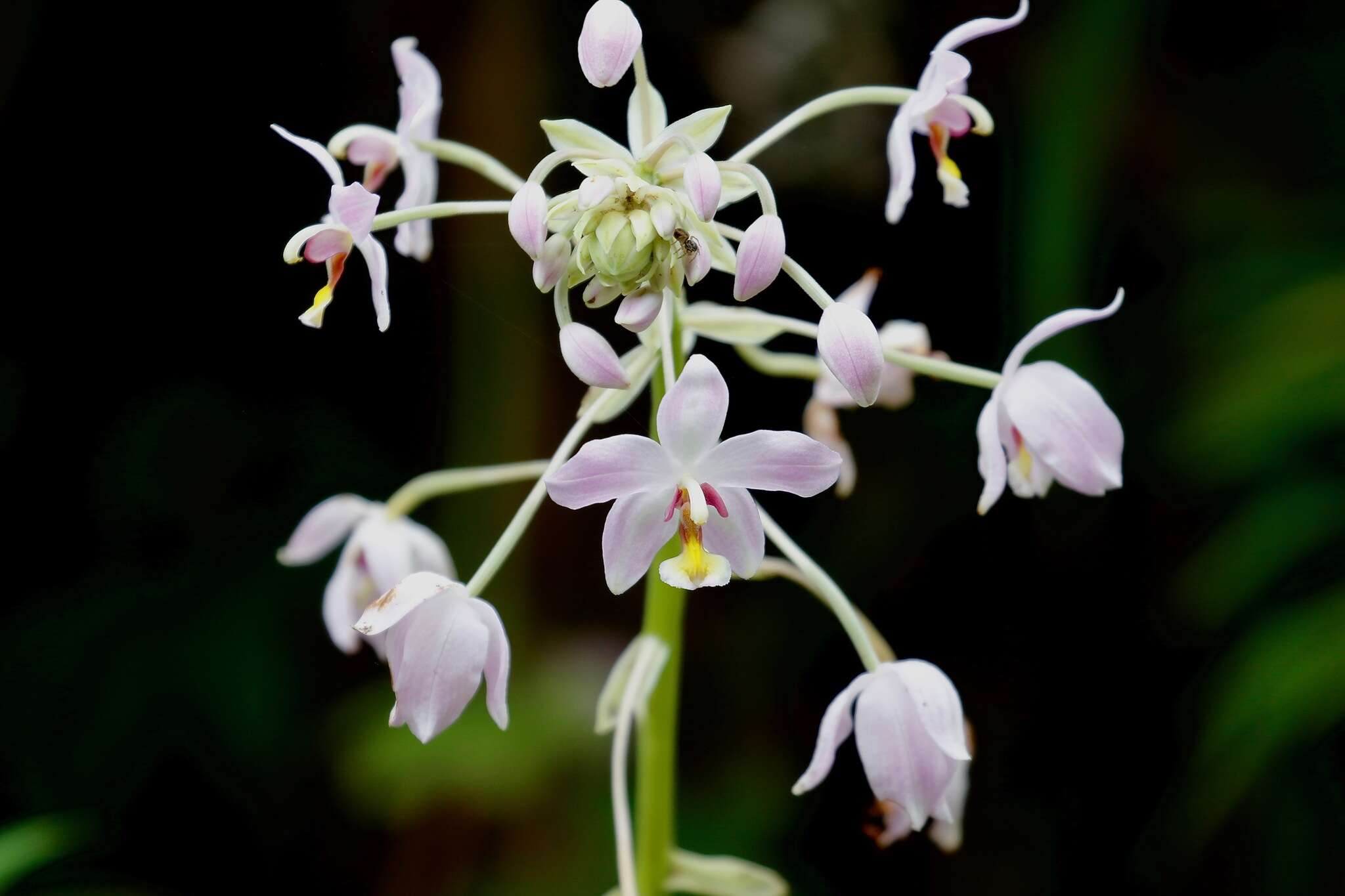 Spathoglottis pacifica Rchb. fil. resmi