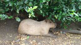 Image of Lesser Capybara