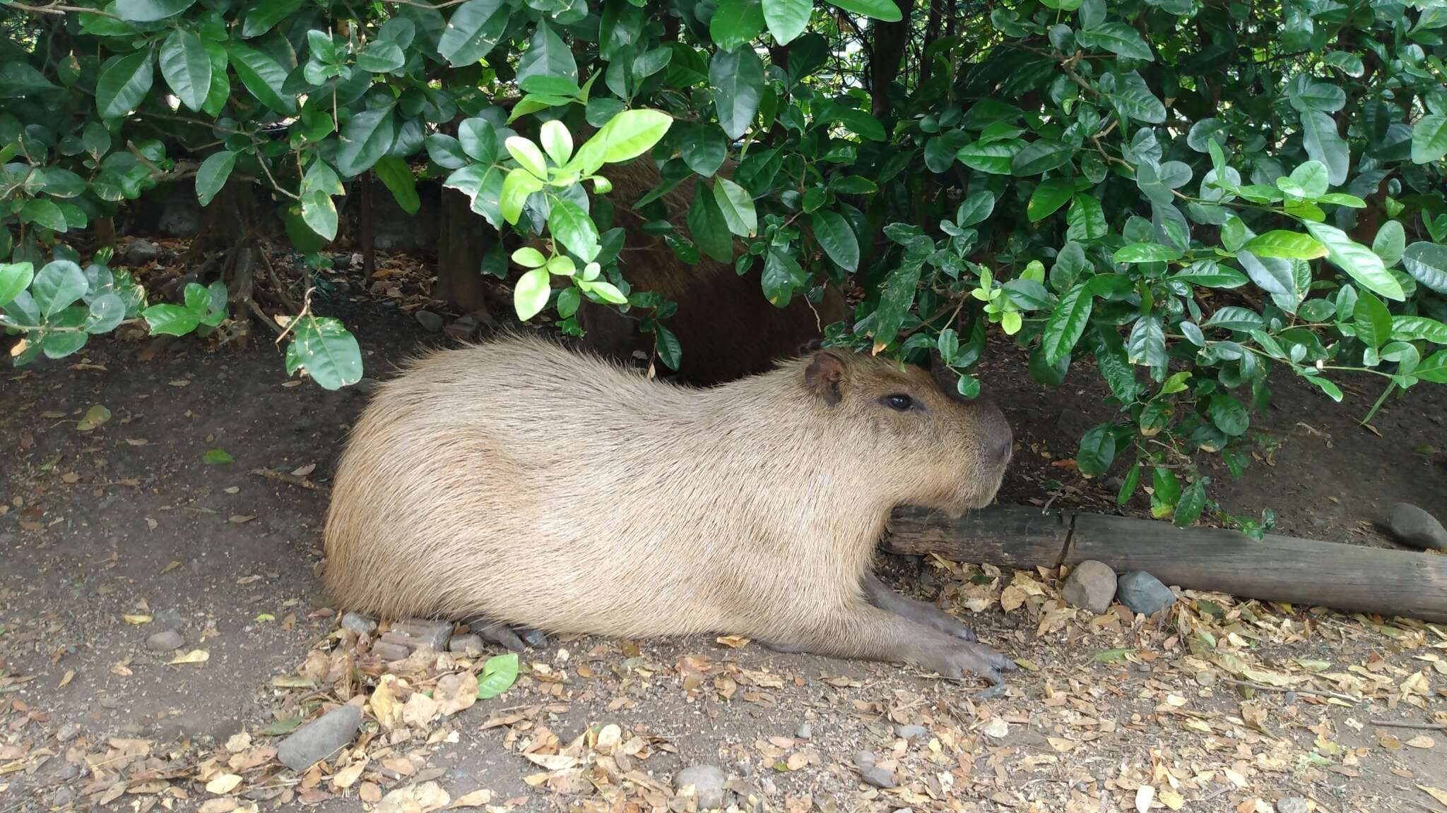 Image of Lesser Capybara