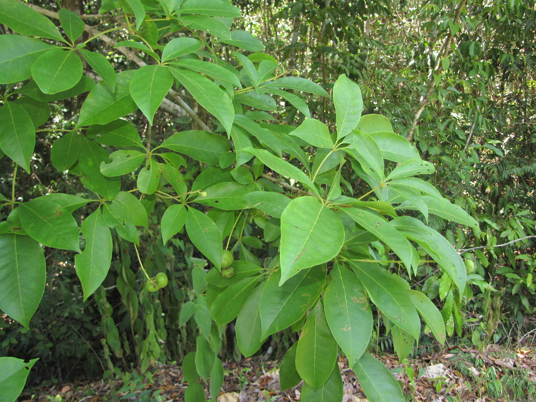 Image of Vitex hemsleyi Briq.