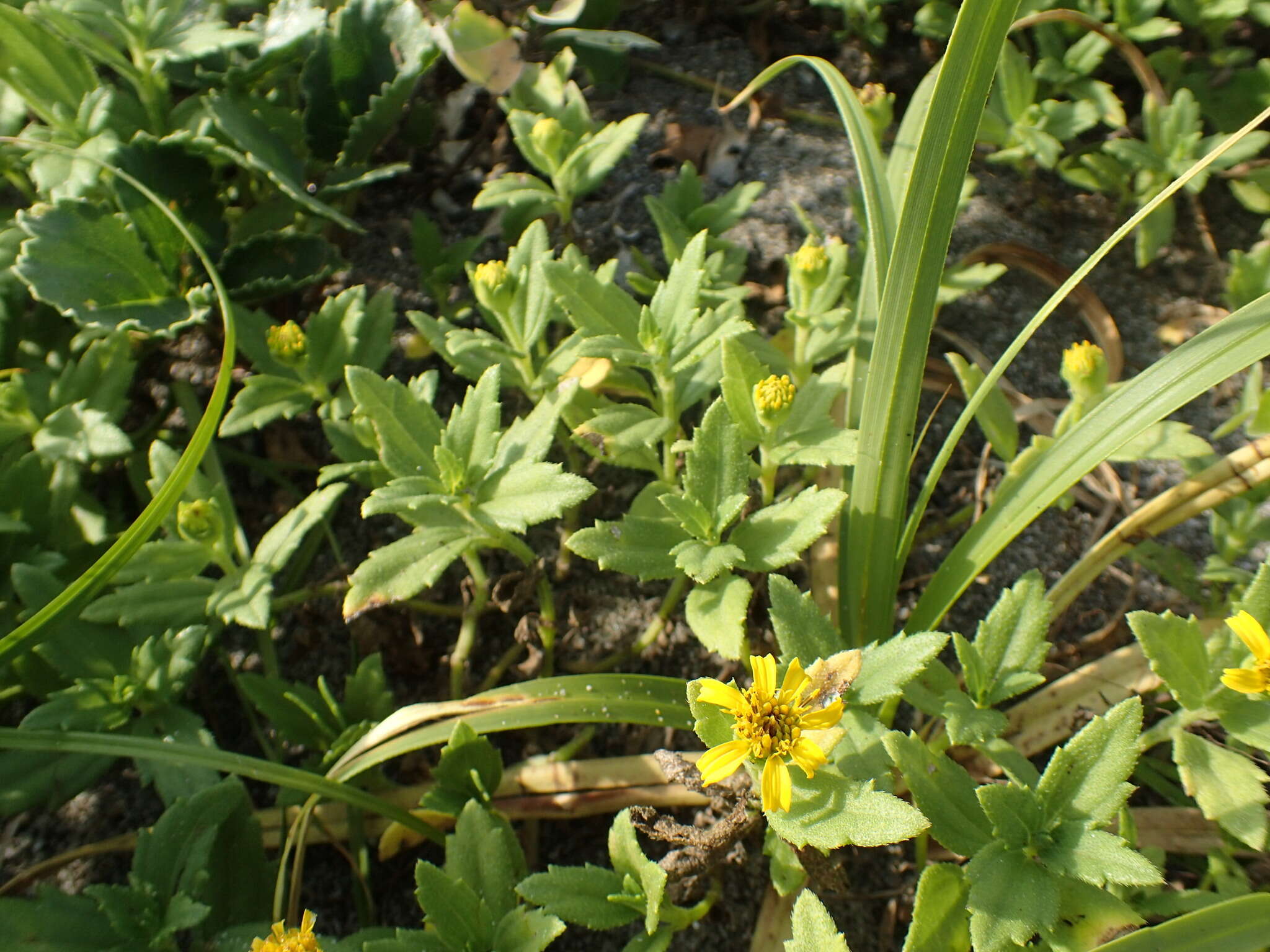 Image de Wollastonia dentata (H. Lév. & Vaniot) Orchard