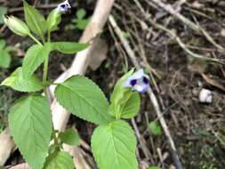 Image of Torenia violacea (Azaola ex Blanco) Pennell