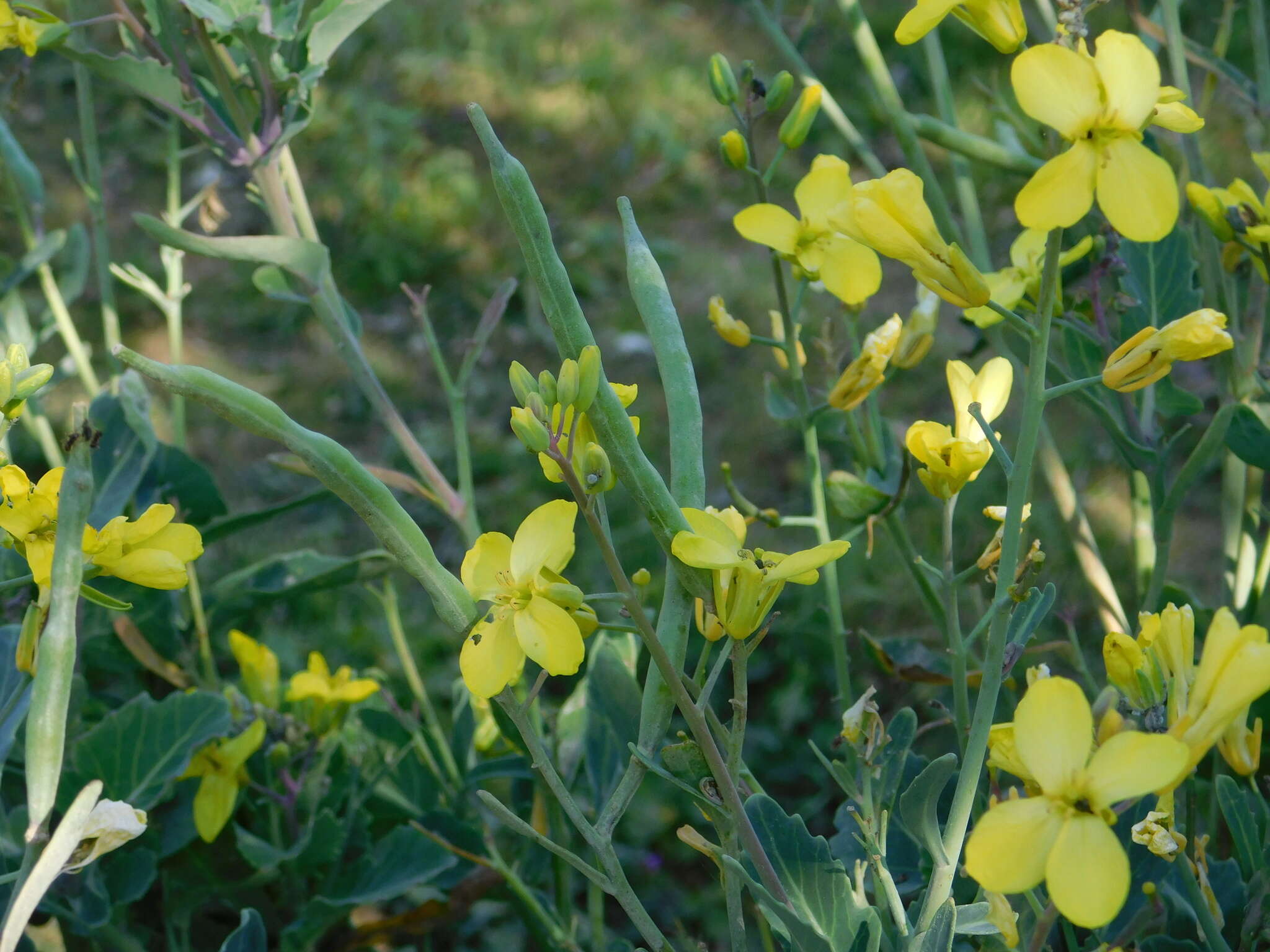 Plancia ëd Brassica oleracea var. oleracea