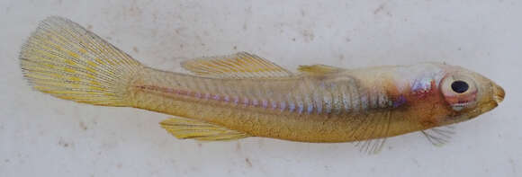 Image of Lacustricola johnstoni