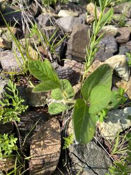 Image of soybean