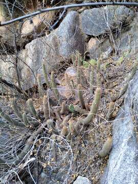 Echinopsis strigosa (Salm-Dyck) H. Friedrich & G. D. Rowley resmi