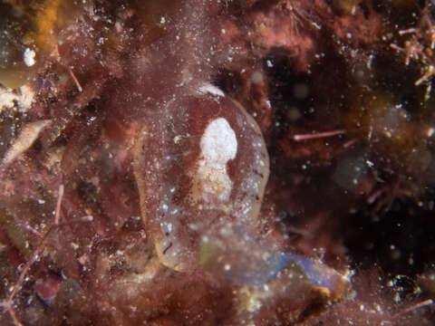 Image of Aphelodoris antillensis Bergh 1879