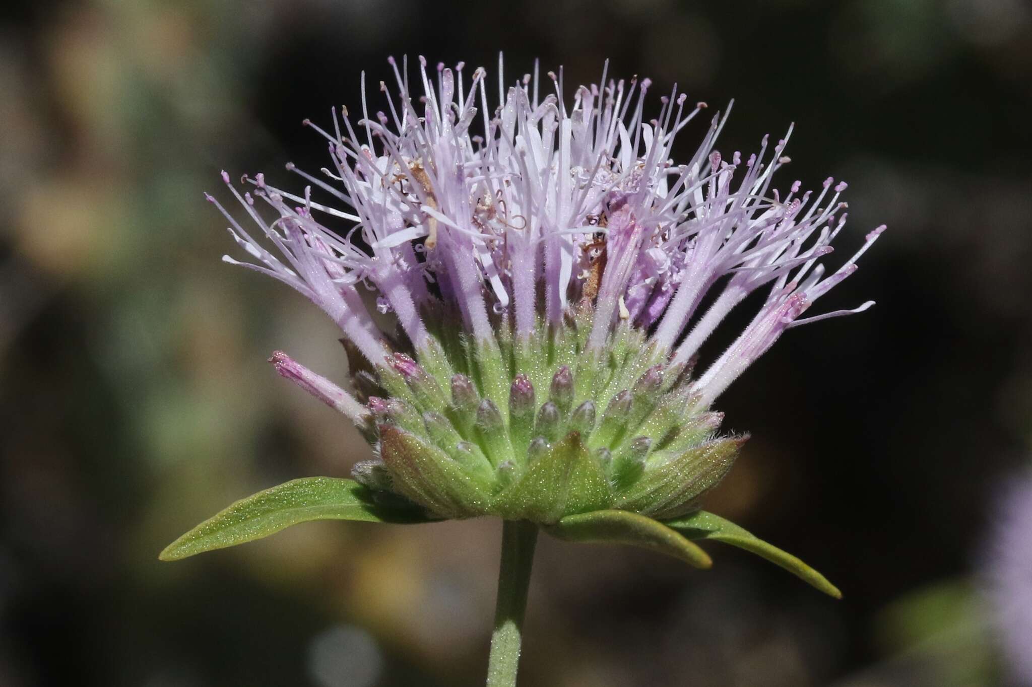 Image of Willowy Mountainbalm