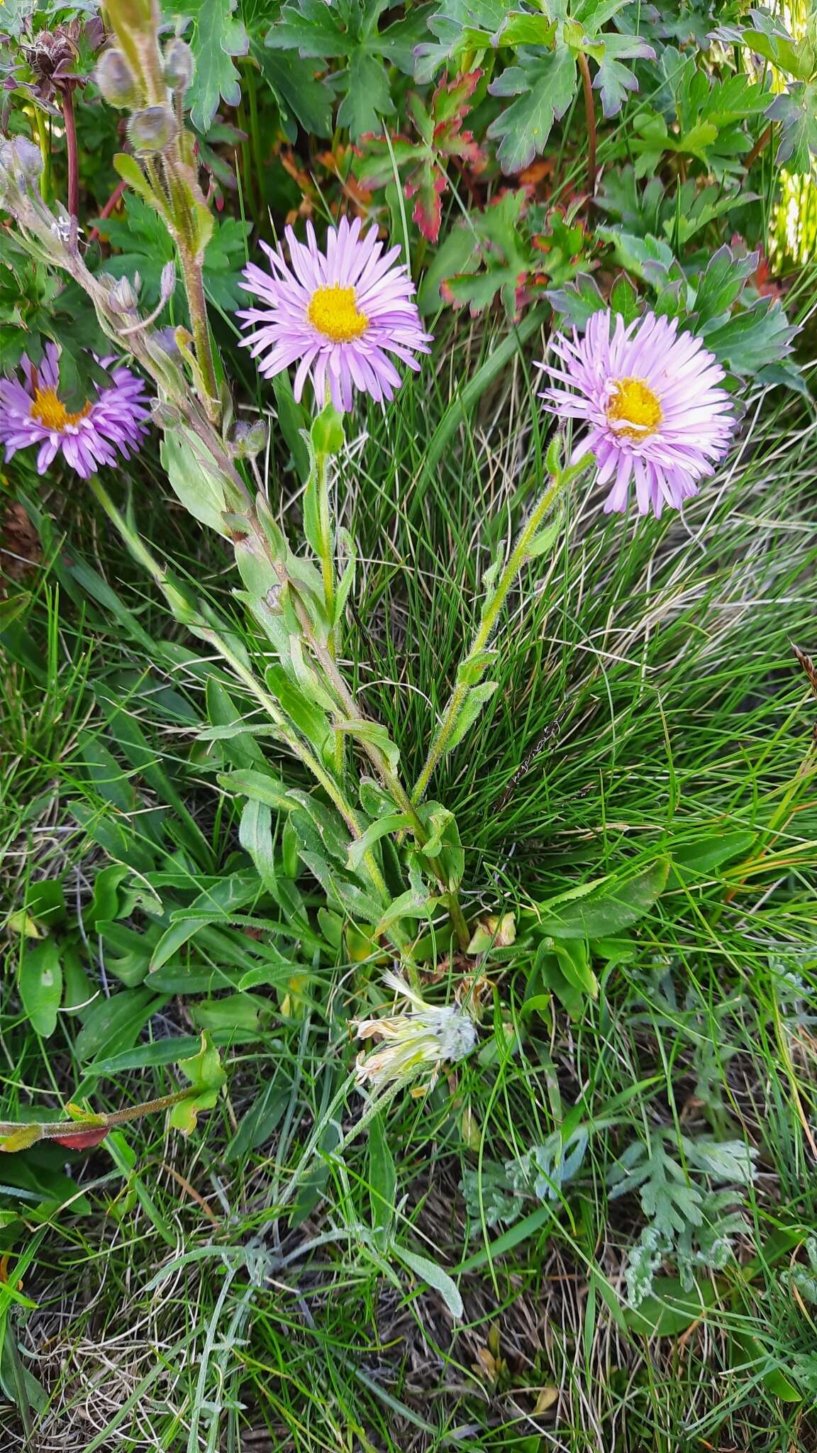 Image de Erigeron caucasicus subsp. venustus (Botsch.) Grierson