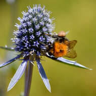 Imagem de Eryngium planum L.